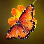 mARIPOSA